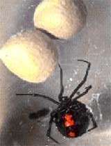 black widow spider egg picture