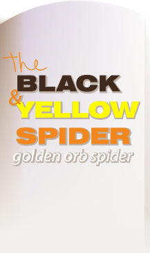 black yellow spider