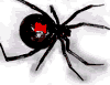 black widow spider