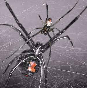 male black widow spider picture