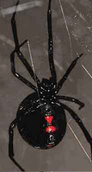 female black widow spider picture