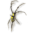 black yellow spider