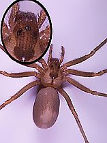 eyes zoom brown recluse spider