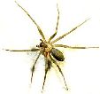 brown recluse spider