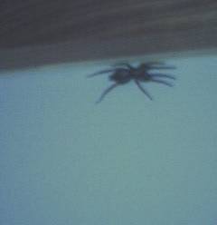 brown-recluse-spider-photo-12