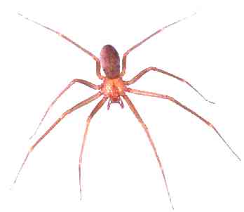 brown-recluse-spider-photo-13