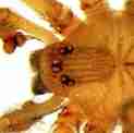 brown-recluse-spider-photo-10
