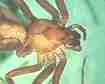 brown-recluse-spider-photo-11