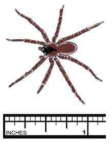 brown-recluse-spider-photo-19