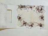 brown-recluse-spider-trap-4