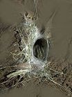 brown recluse spider web