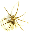 brown recluse spider