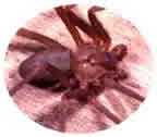 loxeceles recluse brown spider