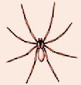 brown-recluse-spider-habitat-pic