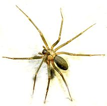 brown recluse spider photo