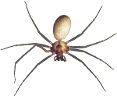 The Official Brown Recluse Spider