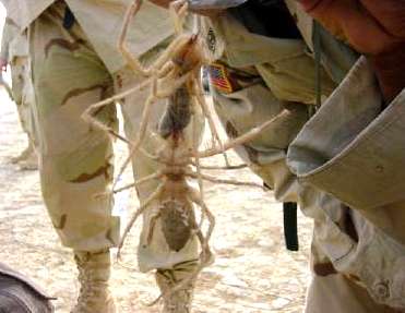 camel spider in iraq