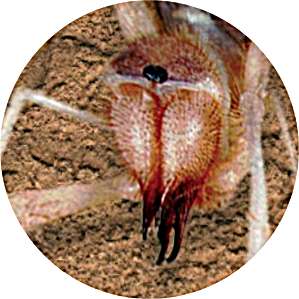 camel spider photo