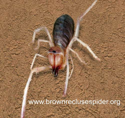 camel spider picture