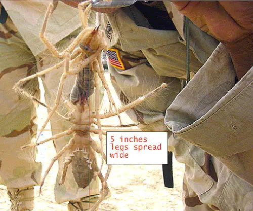 giant camel spider