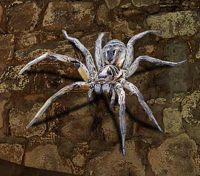 wolf spider