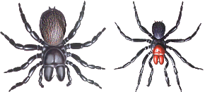 mouse spider