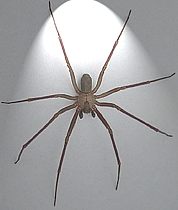 pic brown recluse spider